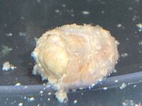 亀これって本当に助けるためにみんな集まってるんですか 亀ってそういった Yahoo 知恵袋