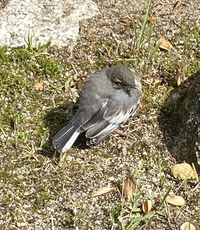 山の中にあるとある公園でこの鳥がいて すごく人懐っこかったんですが な Yahoo 知恵袋