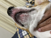 犬のあごの赤みについて 7ヶ月のコーギー です 赤みが出たのはかなり前 Yahoo 知恵袋