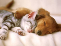 犬の寝顔と猫の寝顔どちらが可愛いと 思いますか Yahoo 知恵袋