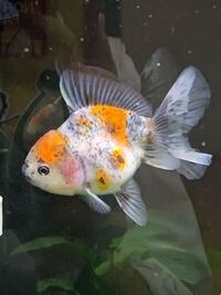 この金魚は赤斑病ですか 見た感じは赤班病っぽくはありま Yahoo 知恵袋