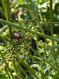 よろしくお願いしますこの昆虫の名前 生態を教えてください パセリの花に Yahoo 知恵袋