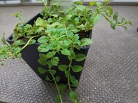 夫が欲しいと言うもんで 初心者ながらペニーロイヤルミントを室 Yahoo 知恵袋