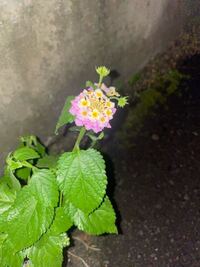 この花の名前わかる方いらっしゃいますか ランタナ日本名 Yahoo 知恵袋