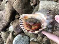 この貝の名前教えてください 大きいです あと 食べれますか Yahoo 知恵袋