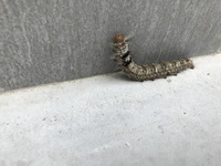 この毛虫はなんの幼虫ですか 1匹は玄関前の階段に もう1匹は隣家との境 Yahoo 知恵袋