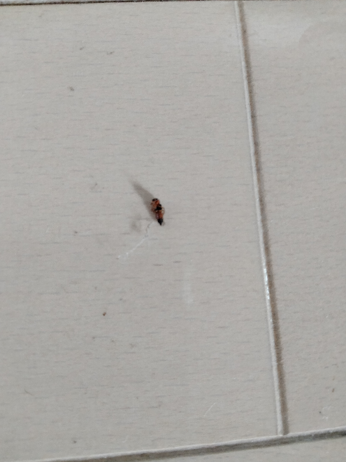 これはなんの虫ですか やけど虫でしょうか アオバアリガタハネカク Yahoo 知恵袋