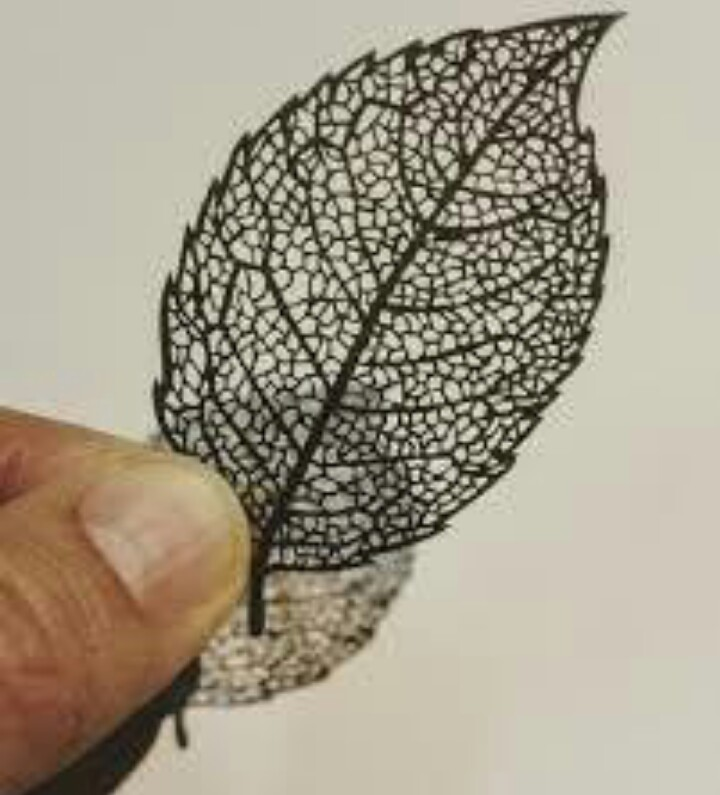 葉っぱをかじる虫の正体 ベランダの植物の葉っぱが 画像までいきませんが Yahoo 知恵袋