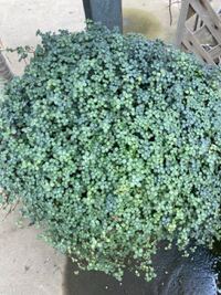 この植物の名前を教えてください ヒントワイヤープランツに似ている Yahoo 知恵袋