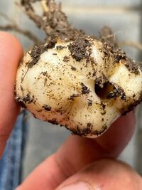 ユリの植え替えについて ユリの球根から 軸が抜けてしまい Yahoo 知恵袋