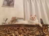 ディズニーキャラクターのマリーちゃんは何猫ですか モデルにな Yahoo 知恵袋