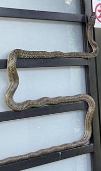 急募 この蛇は毒があるのでしょうか 今ツバメの巣をねらって都度玄関の Yahoo 知恵袋