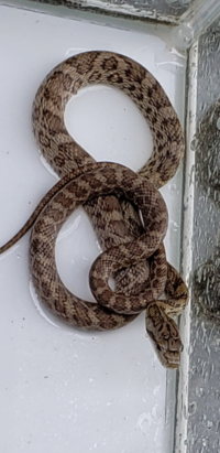 この蛇の種類を教えてください アオダイショウですね一番身近な蛇です Yahoo 知恵袋