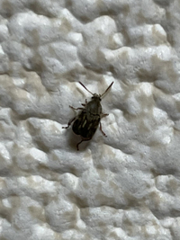 部屋に出る小さな虫について教えて下さい 最近家に画像の小さな虫が沢山発 Yahoo 知恵袋