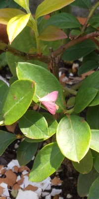 蝶々の種類について質問です とあるアプリでピンク色の羽をつけた Yahoo 知恵袋