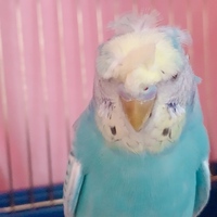 昨日 8ヶ月の羽衣セキセイインコをお迎えしました ペットショップでは性 Yahoo 知恵袋