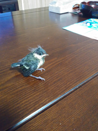 野鳥の雛が家に入ってきました この鳥は何という種類の鳥ですか Yahoo 知恵袋