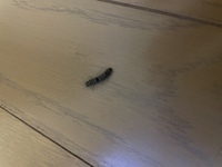 ご教授願います1ヶ月ほど前から自宅周辺の犬走りや外壁等に写真の小さい毛虫が大量に 教えて 住まいの先生 Yahoo 不動産