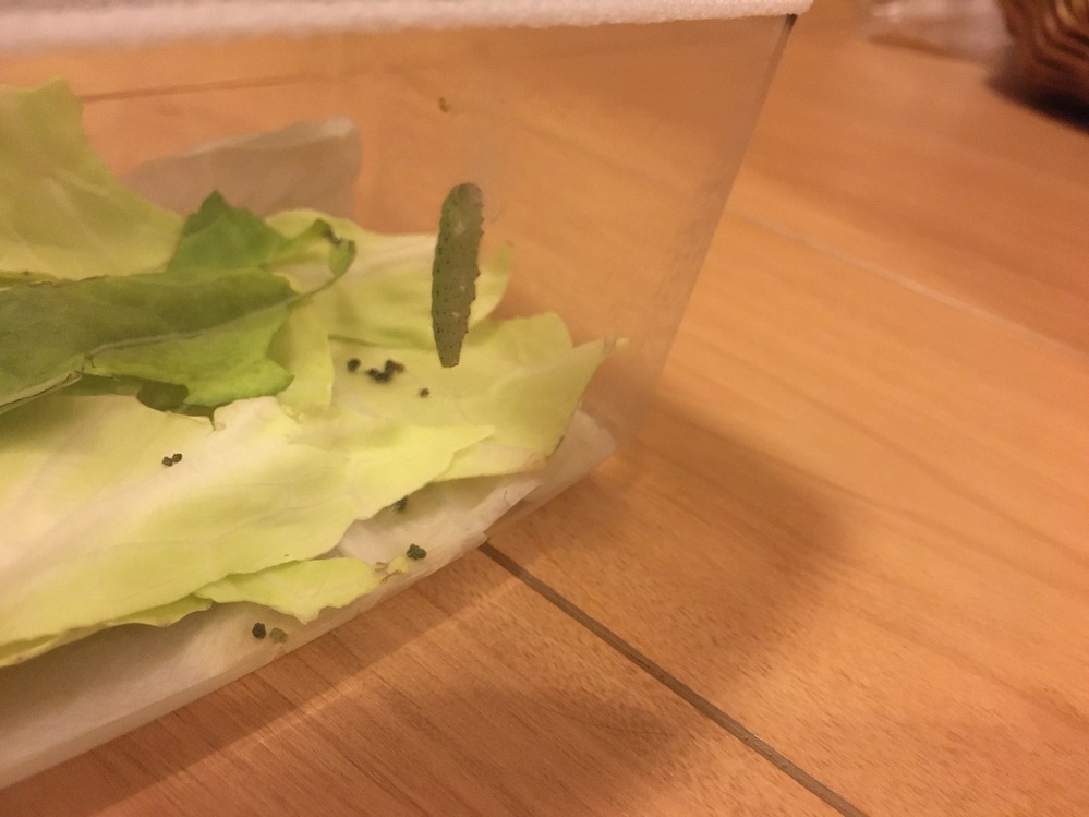 モンシロチョウ の幼虫が動かないです今朝から虫かごの壁でじっとしていま Yahoo 知恵袋