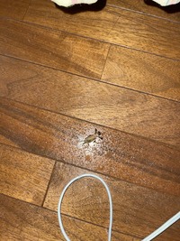 こんばんは友達が扇風機の下からカサカサと音がしたみたいで見て Yahoo 知恵袋