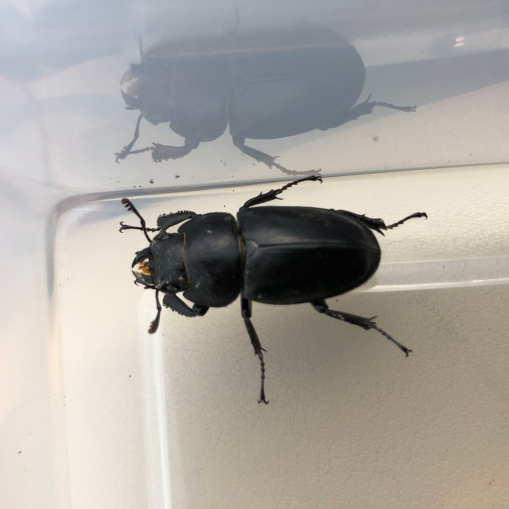 超歓迎 コクワガタ メス 生体 成虫 Kkm137 Www Tgnewstv It