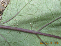 茄子の葉の裏側なのですが この黄色のツブツブ 1ｍｍ程度大きさ は何で Yahoo 知恵袋