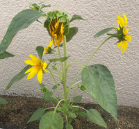 ひまわり畑の中のスペースに野菜の種をまきたいのですが 上手くいき Yahoo 知恵袋