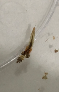 この生き物はなんですか スーパーで買ったサザエ 一応塩抜きし Yahoo 知恵袋