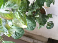 ハナミズキの様子が悪い気がします こんにちは 3月にハナミズキを鉢に植 Yahoo 知恵袋