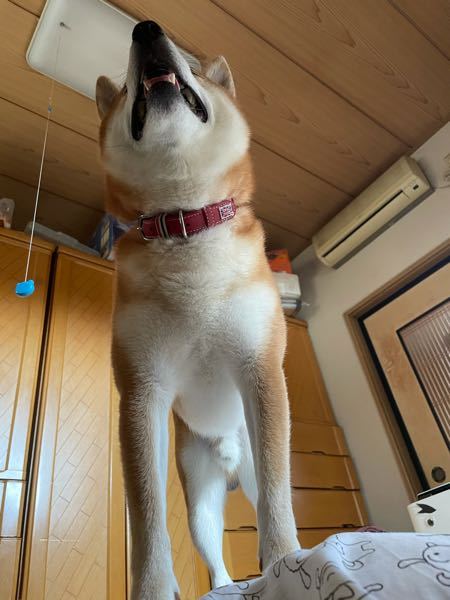 緊急です 犬が人間の高血圧の薬を飲んでしまいました 病 Yahoo 知恵袋