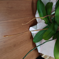 根性持ちポケモンに火炎玉もたせてる人いますけど火傷になったら攻撃下が Yahoo 知恵袋