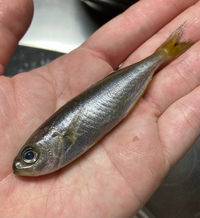 この魚はなんですか スーパーで買った小アジのなかに紛れていました ゼイ Yahoo 知恵袋