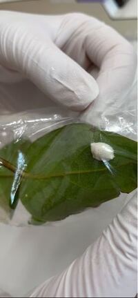 何かの卵のようです 教えて下さい 中から白いニョロニョロと細い虫 Yahoo 知恵袋