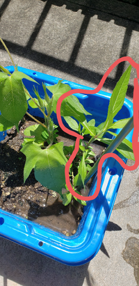 朝顔と同じ鉢に生えている植物について 朝顔を育ててるのですが Yahoo 知恵袋