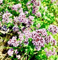 この花はなんて花ですか オレガノかな Yahoo 知恵袋