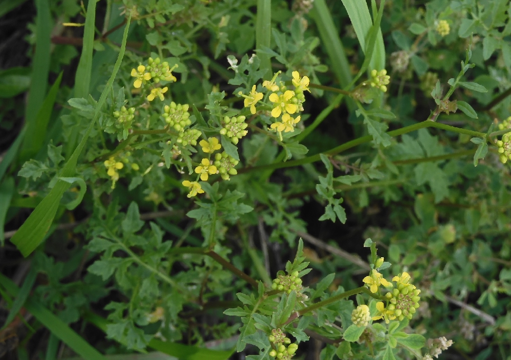 雑草の根に行き届くように土の中に流し込んで雑草を完全に刈らす液体の除草剤が販売 Yahoo 知恵袋