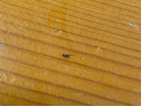 この虫はなんでしょうか？たまにテーブルを這って飛んでいます。小さな虫で気持ち悪いです 
