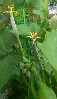 この植物は何ですか 食べられますか きゅうりみたいだけど何か違う Yahoo 知恵袋