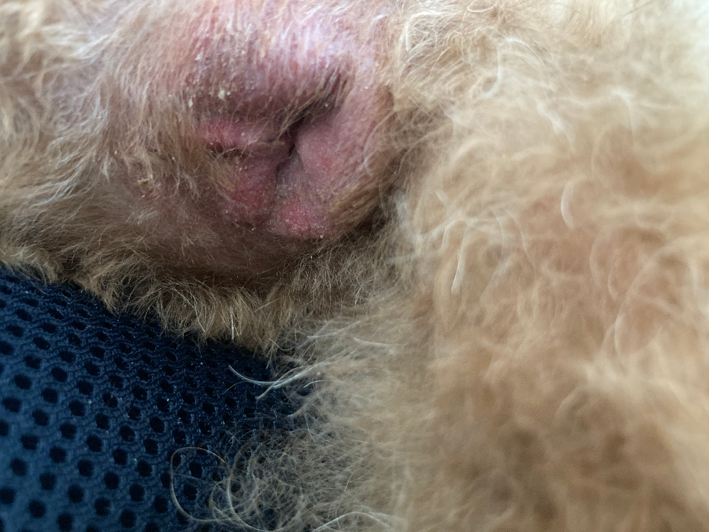 観覧注意 至急 犬の肛門の画像です 犬種はトイプードル Yahoo 知恵袋