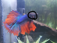 ベタさんが鼻上げします かなりその回数が多く 心配 酸素も供給して Yahoo 知恵袋