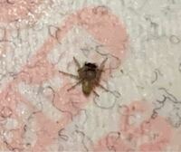 ベッドの上にこの虫がいました。 蜘蛛の子供でしょうか…？
どうやったら駆除できますか。
まだたくさんいるのかな…

・10匹ぐらい
・1ミリ程度
・ぴょんぴょん跳ねる
・簡単に潰せる