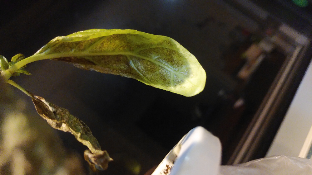 母が窓際にもってきたバジルなのですが 水をやっても葉が枯れた Yahoo 知恵袋