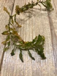 これはなんという水草でしょうか おそらくエビモだと思います Yahoo 知恵袋