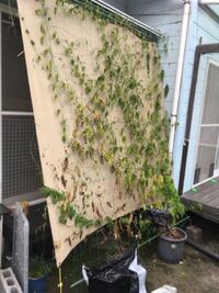 ゴーヤ毎年のことながらうまく育ちません なにが原因なん Yahoo 知恵袋