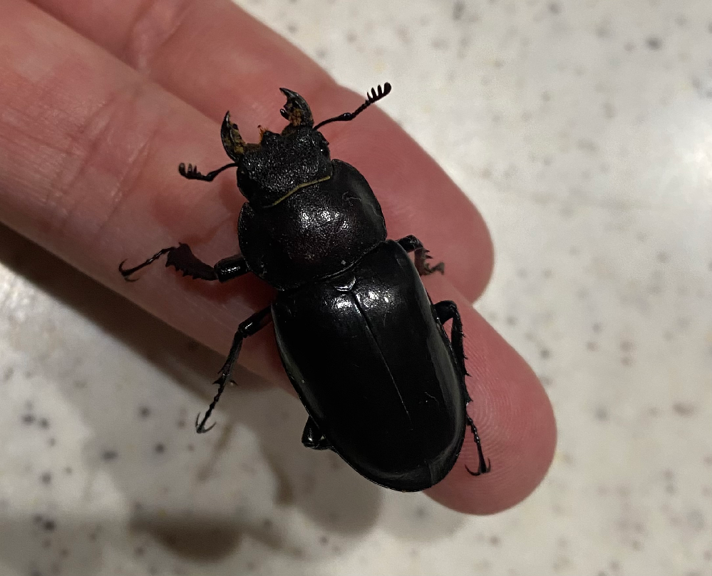 この虫の名称を教えてください 先日知り合いからもらったメダカの水槽の中 Yahoo 知恵袋