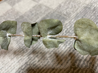 ドライフラワーにしても ドライフラワーは湿気で カビが生えたり 臭く Yahoo 知恵袋