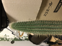 このサボテンは徒長してますか Yahoo 知恵袋