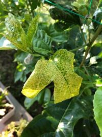 パッションフルーツの葉っぱが写真のような状態です 今のところ部分的 Yahoo 知恵袋