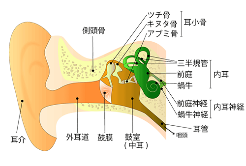 タバコの副流煙で中耳炎になったという変な嫌煙者がいらっしゃいましたがタ Yahoo 知恵袋