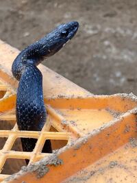 これはヤマカガシの黒化型でしょうか それともシマヘビでしょうか Yahoo 知恵袋